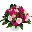 Gerbera Gem Bouquet