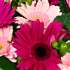 A close up of The Gerbera Gem Bouquet; packed full of vibrant cerise and pink germinis.