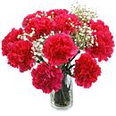 Hot Pink Carnations