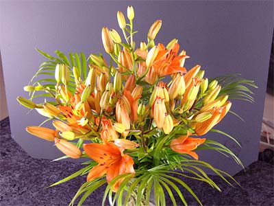 Aziatic Lilies