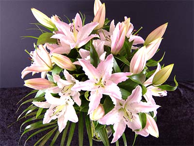 Pretty Pink Lilies Pretty Pink Lilies