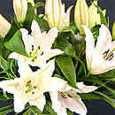 white lilies
