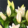 Simply Lilies; premium quality, beautifully scented, fresh crisp white lilies.