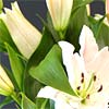 Simply Lilies; premium quality, beautifully scented, fresh crisp white lilies.