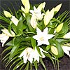 Simply Lilies; premium quality, beautifully scented, fresh crisp white lilies.
