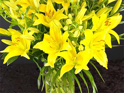 Yellow Lilies Yellow Lilies