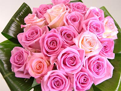 Grace - pink roses