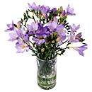 Purple Freesia