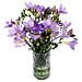 The Fabulously fresh and fragrant Purple Freesia. The Fabulously fresh and fragrant Purple Freesia.