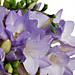 The Fabulously fresh and fragrant Purple Freesia. The Fabulously fresh and fragrant Purple Freesia.