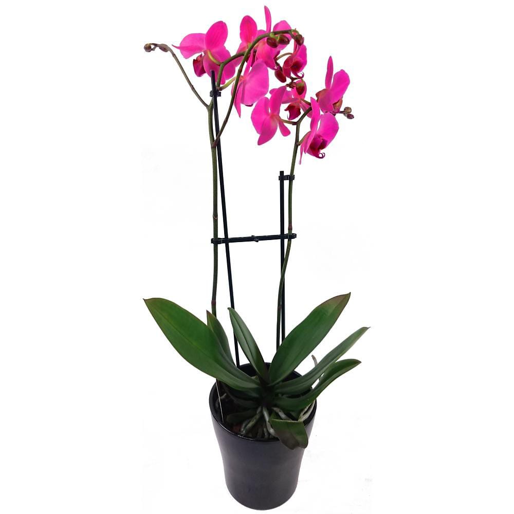 Phalaenopsis