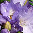 Lilac Freesia