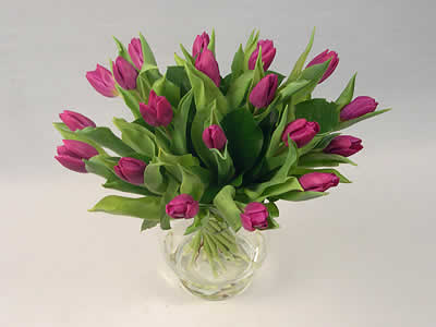 Mauve Tulips