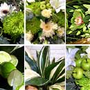 Green Flower Collection