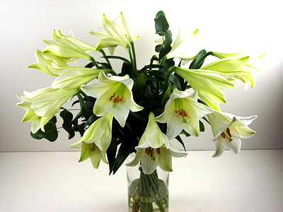 Longi Lilies Longi Lilies