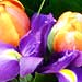 The Mandarin Blues bouquet consists of orange tulips and dark blue iris; providing an eye-catching combination of colours that's ideal for spring. The Mandarin Blues bouquet consists of orange tulips and dark blue iris; providing an eye-catching combination of colours that's ideal for spring.