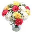 spray carnations mixed