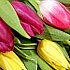 A close up of our tulips, showing their fine quality and stunning vibrant colours. A close up of our tulips, showing their fine quality and stunning vibrant colours.