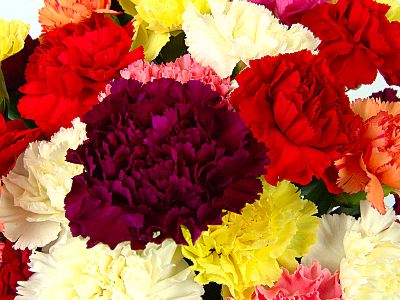 Mixed Carnations