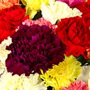 spray carnations mixed