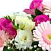 Shades of pink carnations, alstroemeria and delianne make a perfect welcome for the new baby girl. Shades of pink carnations, alstroemeria and delianne make a perfect welcome for the new baby girl.