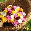 Rainbow Roses - A Fabulous Feast of Colour!