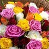 roses
red roses
yellow roses
pink roses
orange roses
white roses