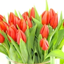 20 Orange Tulips