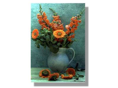 Clareflorist Orange Blooms
