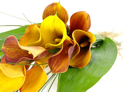 Mango Calla Mango Calla