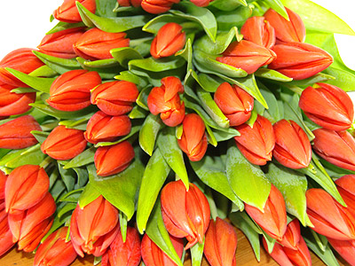 20 Orange Tulips