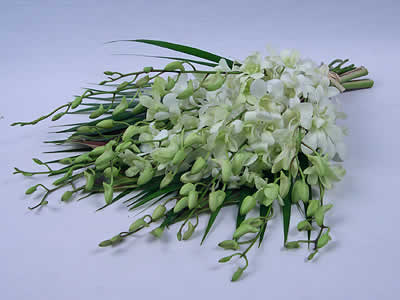 Oriental Orchids
