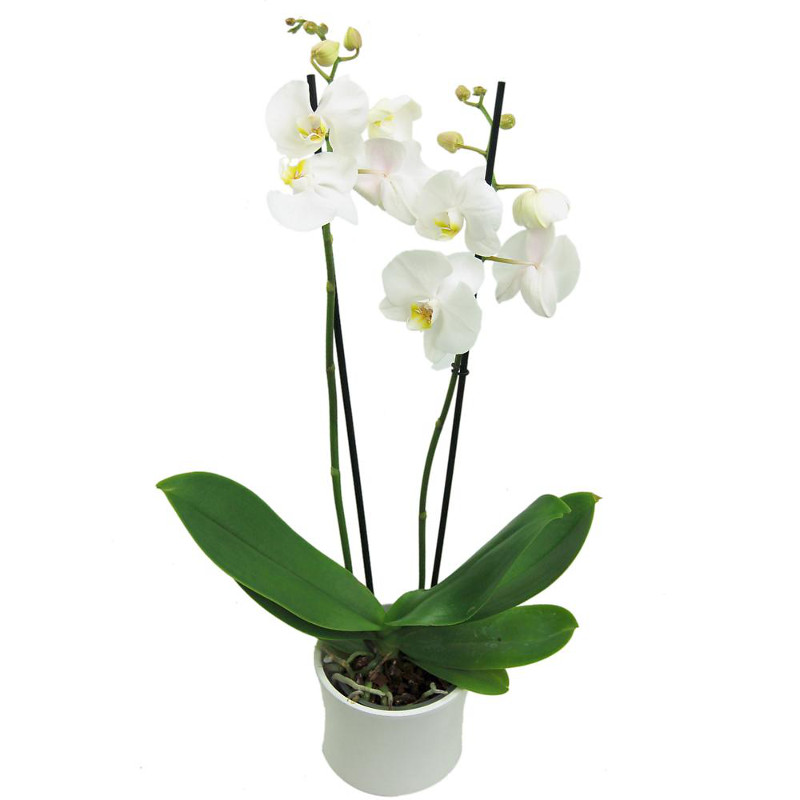 phalaenopsis plant by clare florist orchids