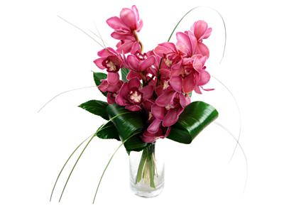 Picture of Pink Cymbidium Collection