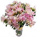 Pink Freesia – fresh flowers for UK delivery by post – bouquets and arrangements from Clare Florist