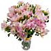 The Fabulously fresh and fragrant Pink Freesia. The Fabulously fresh and fragrant Pink Freesia.