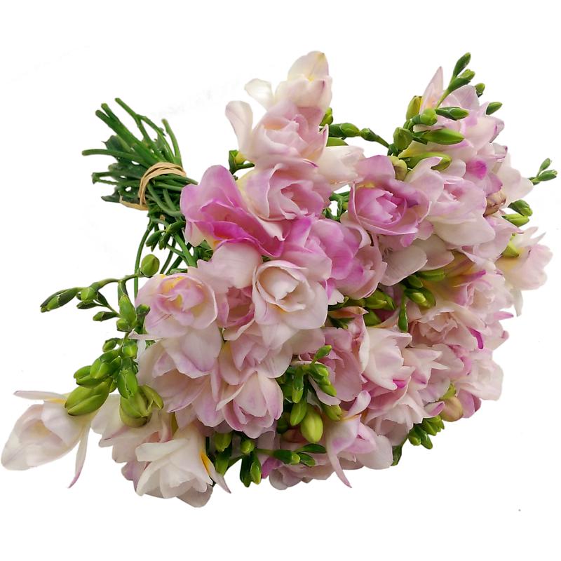 Pink Freesia