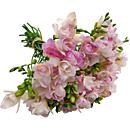 Pink Freesia