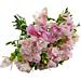 The Fabulously fresh and fragrant Pink Freesia. The Fabulously fresh and fragrant Pink Freesia.