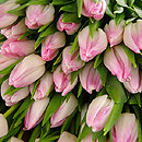 20 Pink Tulips
