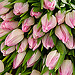 Pretty in Pink, 20 Pink Tulips - Freshly picked and simply presented. Pretty in Pink, 20 Pink Tulips - Freshly picked and simply presented.