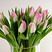Pretty in Pink, 20 Pink Tulips - Freshly picked and simply presented. Pretty in Pink, 20 Pink Tulips - Freshly picked and simply presented.