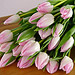 Pretty in Pink, 20 Pink Tulips - Freshly picked and simply presented. Pretty in Pink, 20 Pink Tulips - Freshly picked and simply presented.