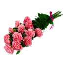 Pink Carnations