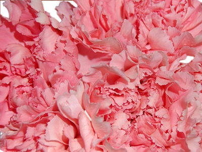Pink Carnations