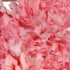 Pink Carnations - Perfectly Pretty!