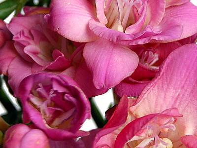 Pink Freesia