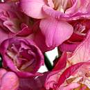 Pink Freesia
