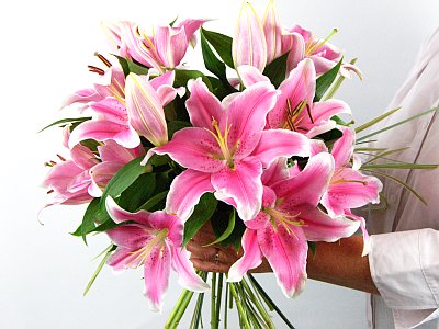 Lily Flower Picture on Sensation Lilies    Flowers Online   Janes Flower Shop