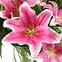 Sensation Lilies. A gorgeous hand tied bouquet of fresh and vibrant oriental lilies, which have a delightful scent that will brighten and fragrance any room in the home or office.